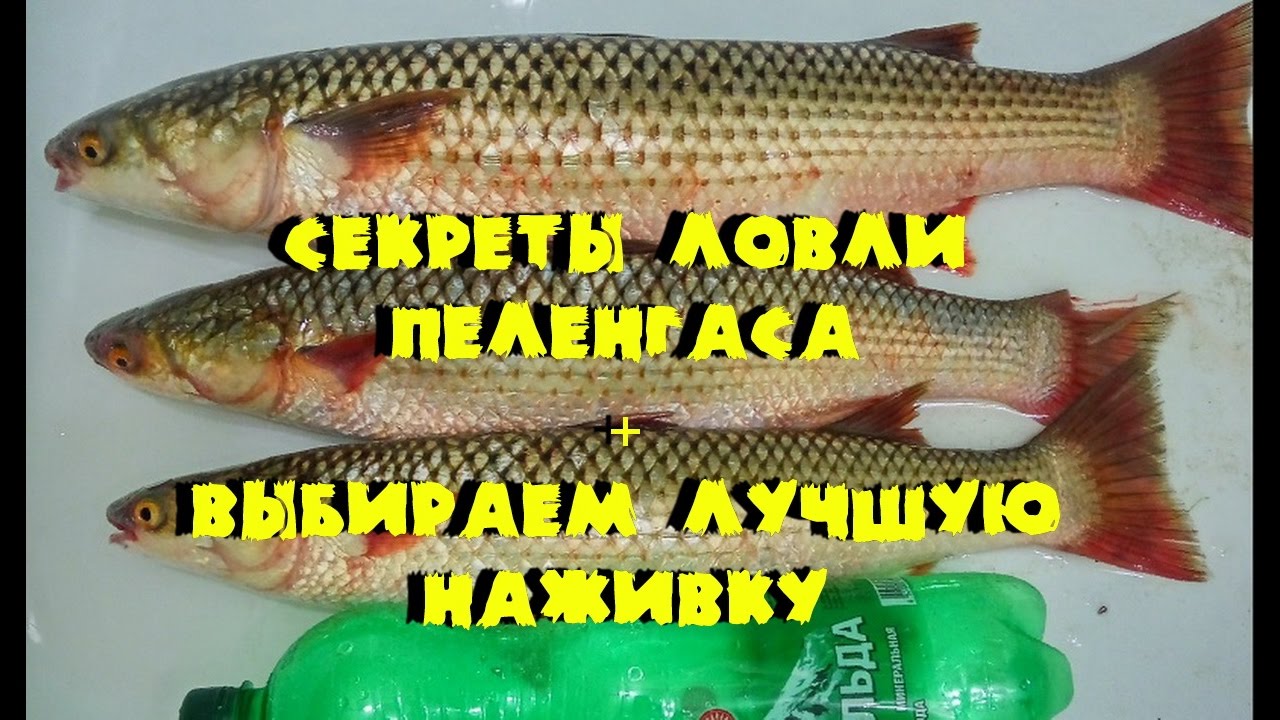 Как правильно ловить пеленгаса. Снасти для ловли пеленгаса