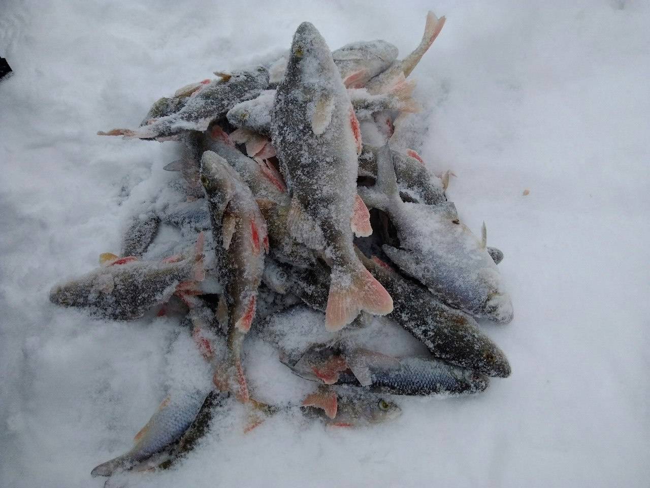 Рыбалка в кировской области - читайте на сatcher.fish