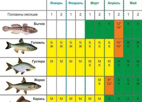 Прогноз клева рыбы юрге. Рыболовный календарь. Рыбный календарь. Клев рыбы. Календарь клева.
