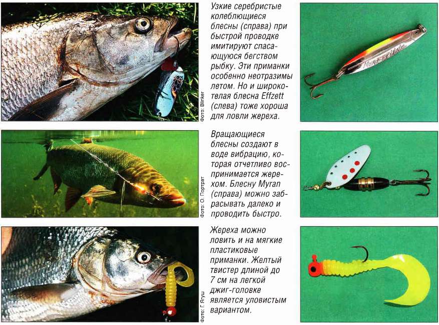 Ловля жереха на спиннинг: тонкости и секреты рыбалки