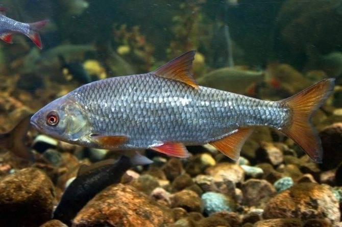 Зубарь обыкновенный фото и описание – каталог рыб, смотреть онлайн