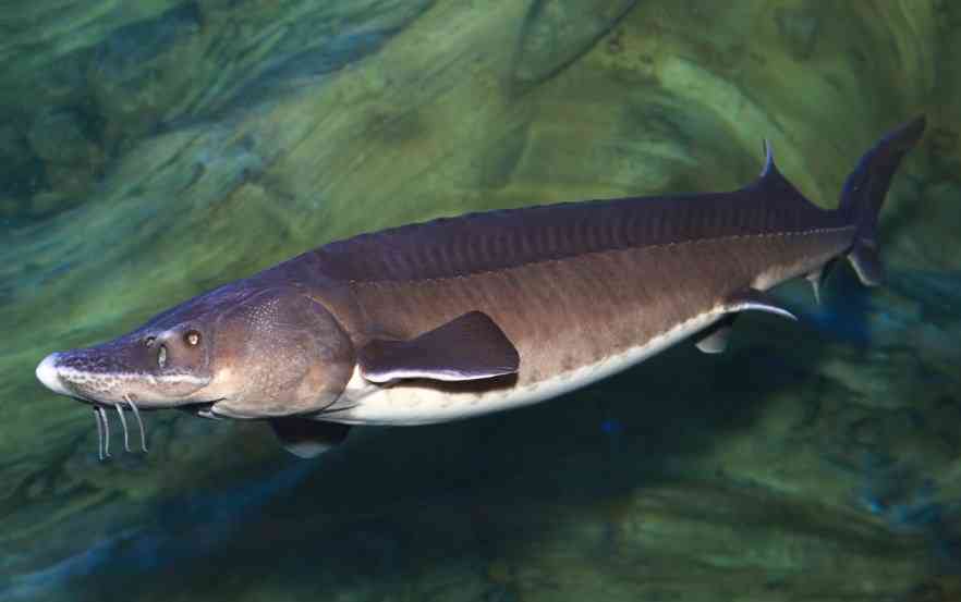 Красная рыба: виды и названия с фото, места обитания и описание внешности; повадки рыбы