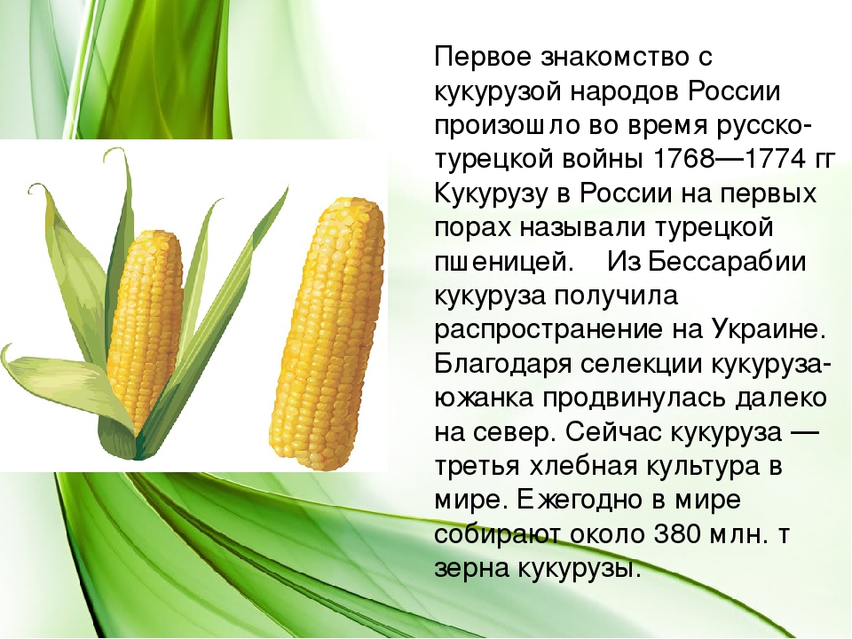 Кукуруза доклад 3 класс. Культурное растение кукуруза сообщение 3 класс. Сообщение о кукурузе. Кукуруза доклад. Сообщение о культурном растении кукуруза.