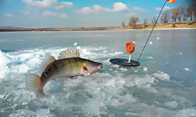 Рыбалка на налима зимой на жерлицы