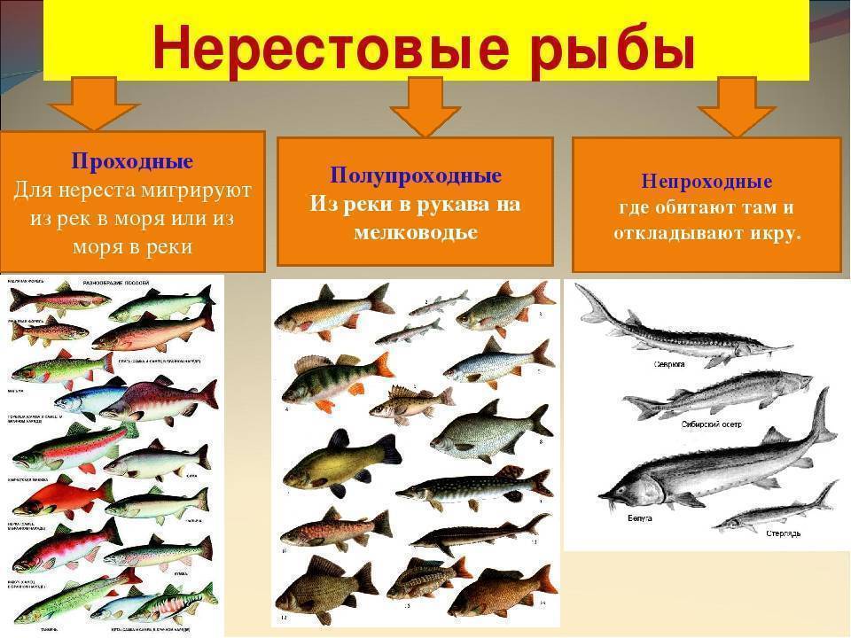 Как размножаются рыбы: половая система, оплодотворение у большинства рыб, спаривание, органы, период нереста, развитие личинок
