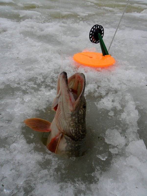 Зимний фидер — как ловить рыбу и подготовить оснастку