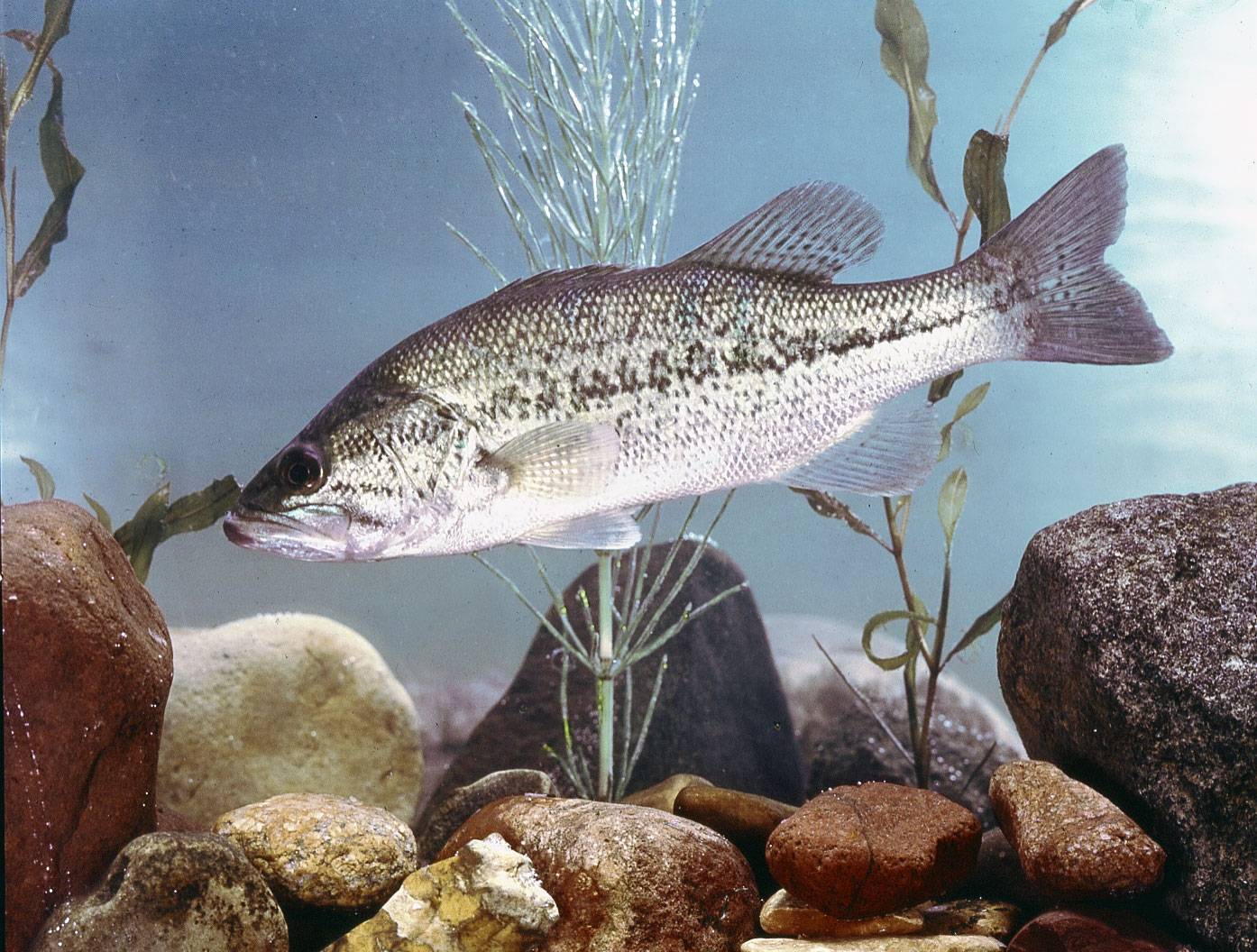 Рыба берш - волжский судак: отличие и описание, фото бершика в чем разница