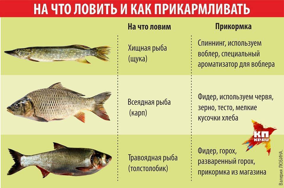 Как прикармливать рыбу