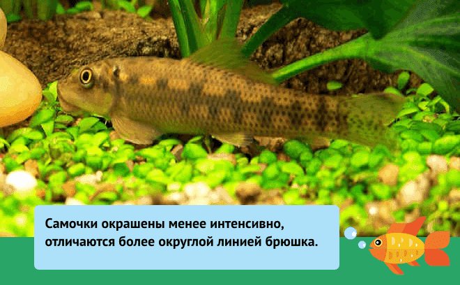 Гиринохейлус (желтый водорослеед): фото, видео