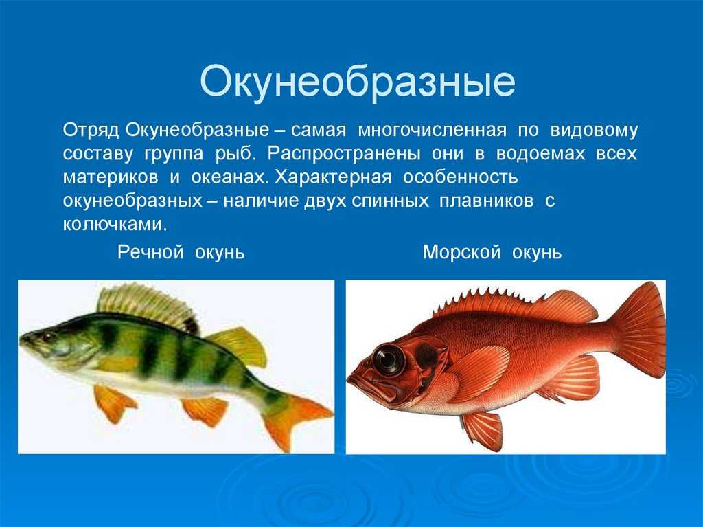 Информация про рыб. Окунеобразные Речной окунь. Окунеобразные отряд рыб характеристика. Отряд окунеобразные биология 7 класс. Речной окунь и морской окунь.
