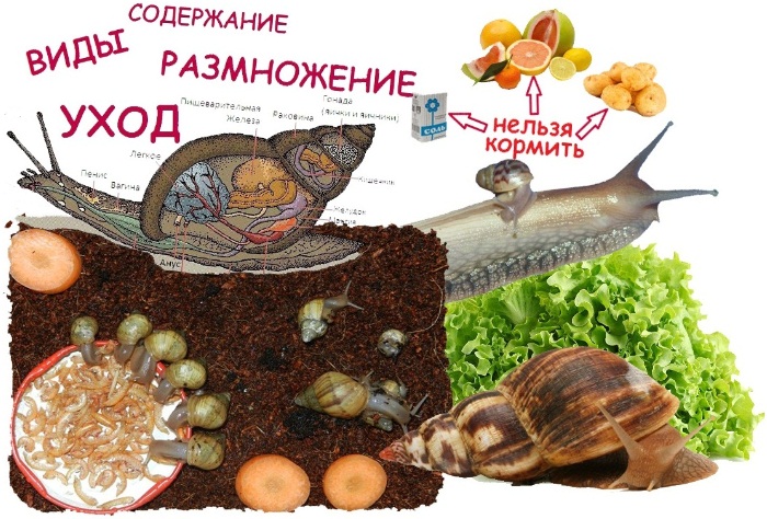 Как кормить улиток: 12 шагов (с иллюстрациями)