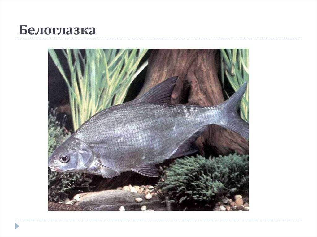 Синец фото и описание – каталог рыб, смотреть онлайн