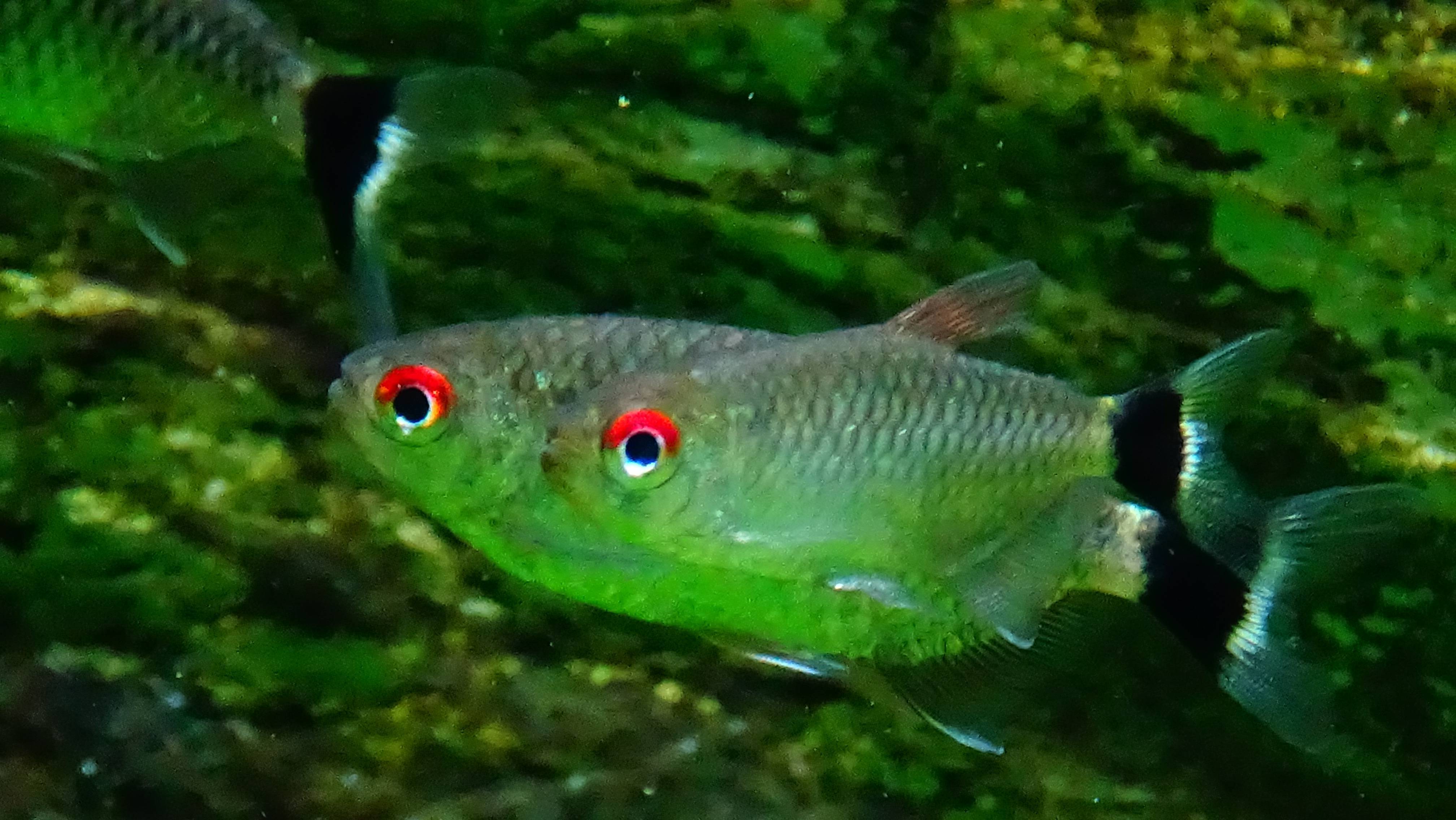 Рыба красноглазка: фото