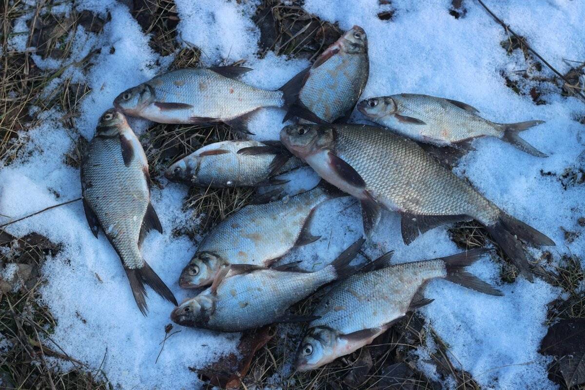Рыбалка во владивостоке