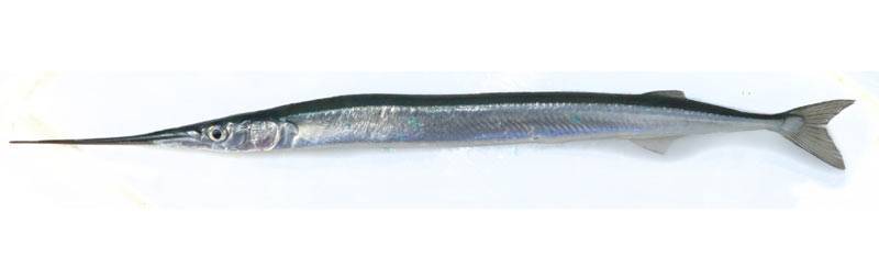 Сарган (рыба-стрела), описание, фото