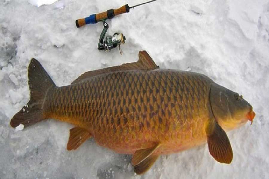 Необычная рыбалка или все о ловле карпа зимой