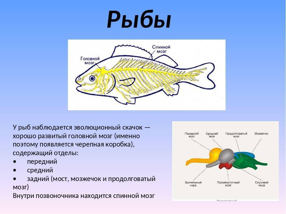 Какой мозг у рыб. Головной мозг рыбы. Отделы мозга рыб. Нервная система рыб. Отделы нервной системы рыб.