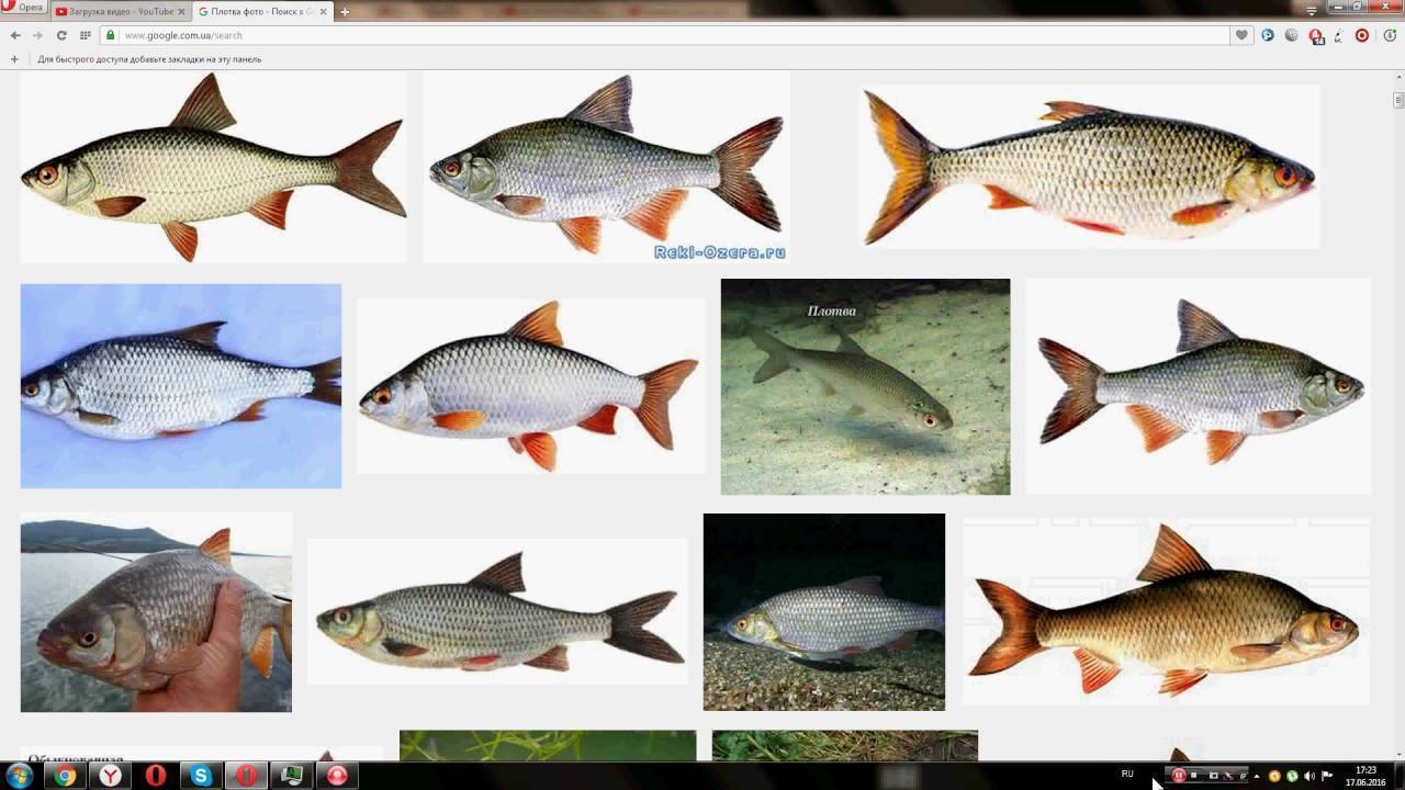 Плотва - рыба семейства карповых. описание и фото. как ловить плотву? :: syl.ru