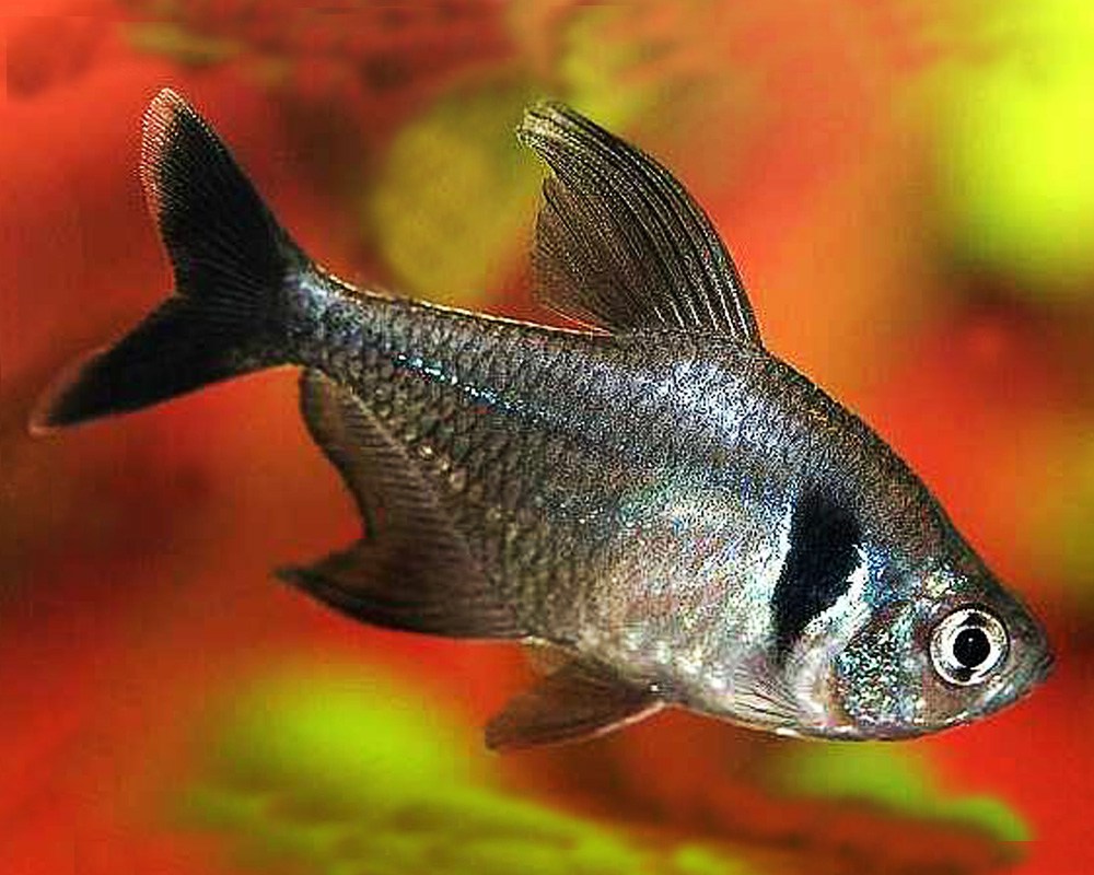 Рыбка орнатус: виды, разведение, содержание и уход аквариумных рыбок, фото