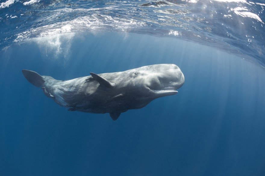 Китовая акула rhincodon typus