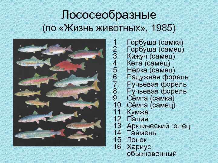 Рыба семейства лососевых: полный список с описанием и фото
