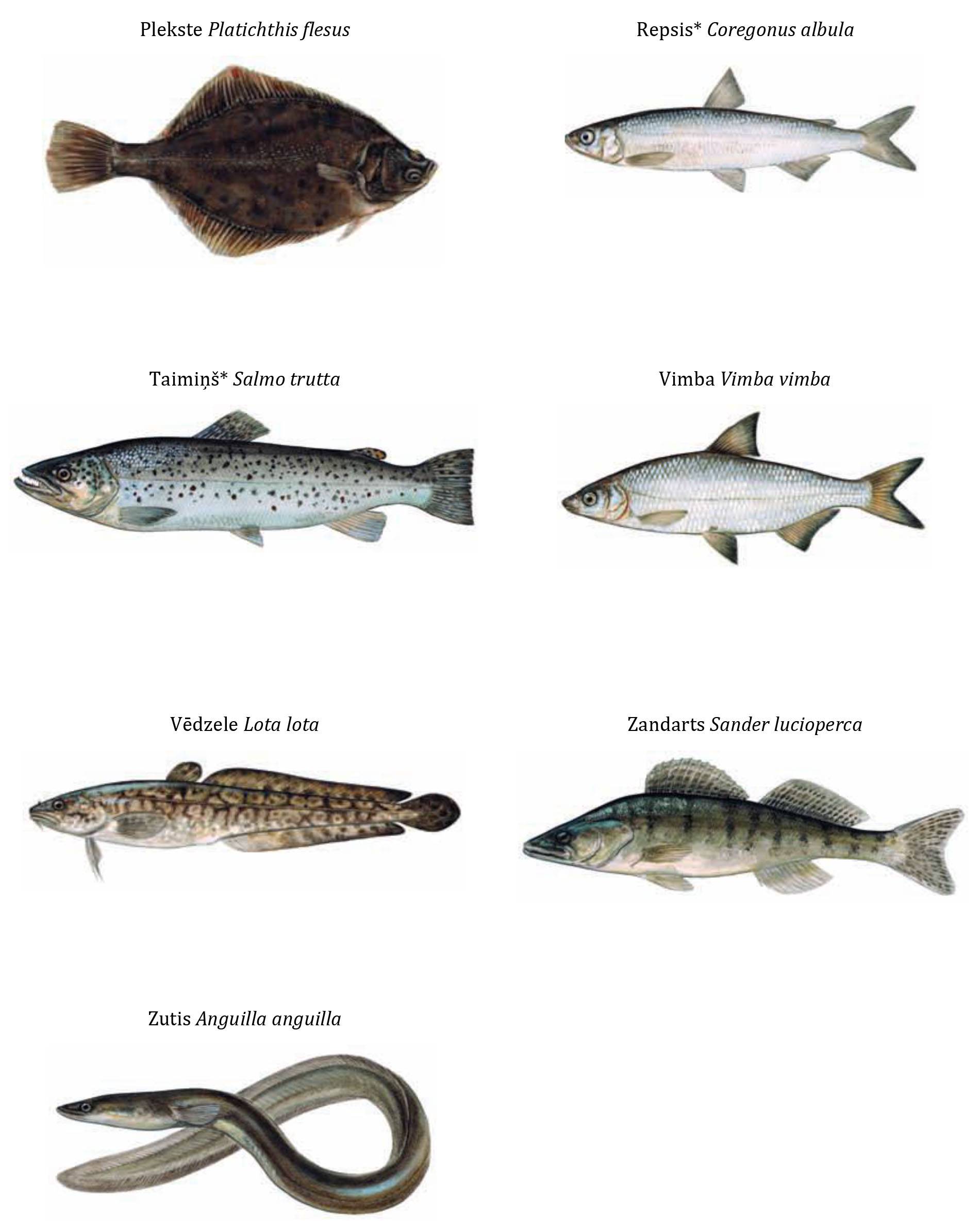 Барабулька - морская рыба, описание и фото