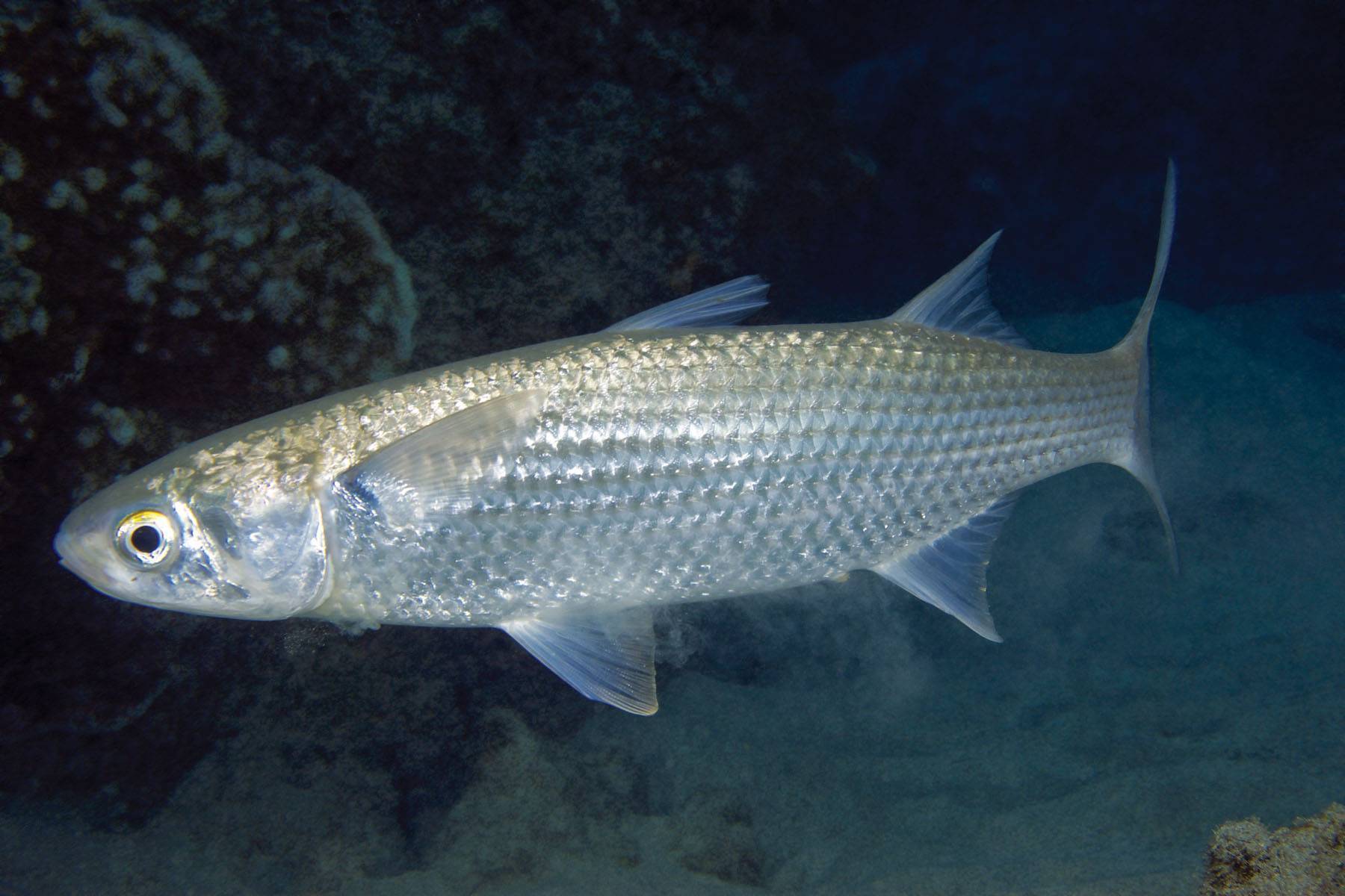 Рыба пеленгас, чем она известна, способы ловли, распространение