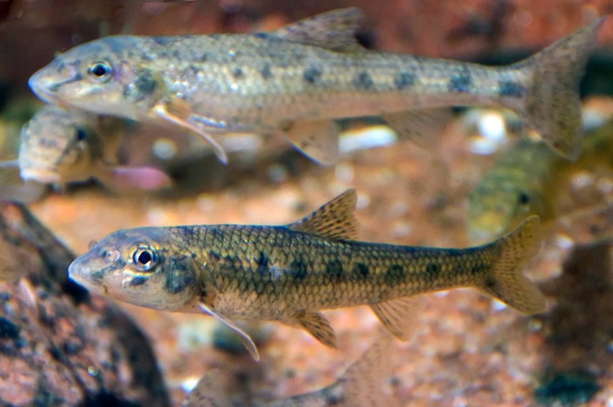 Рыба пескарь: внешние данные, особенности жизни, фото - читайте на сatcher.fish