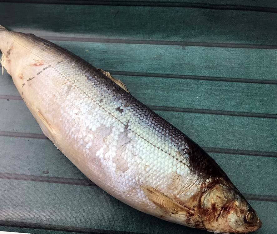 Рыбы сибири. рыба северных таежных рек (фото)