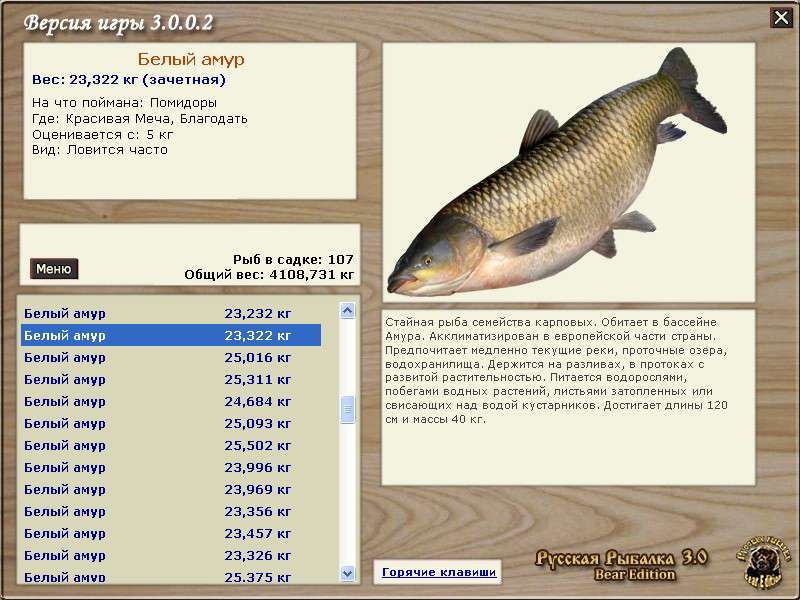 Рыба белый амур фото описание жирность и костлявость
