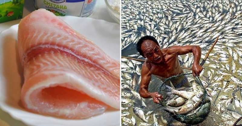 Может ли рыба съесть человека