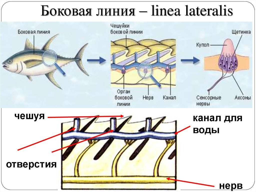Что мы знаем о рыбах: строение и особенности