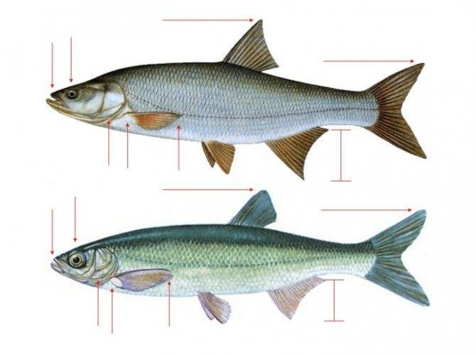 Рыбы черного моря. названия, описания и особенности рыб черного моря