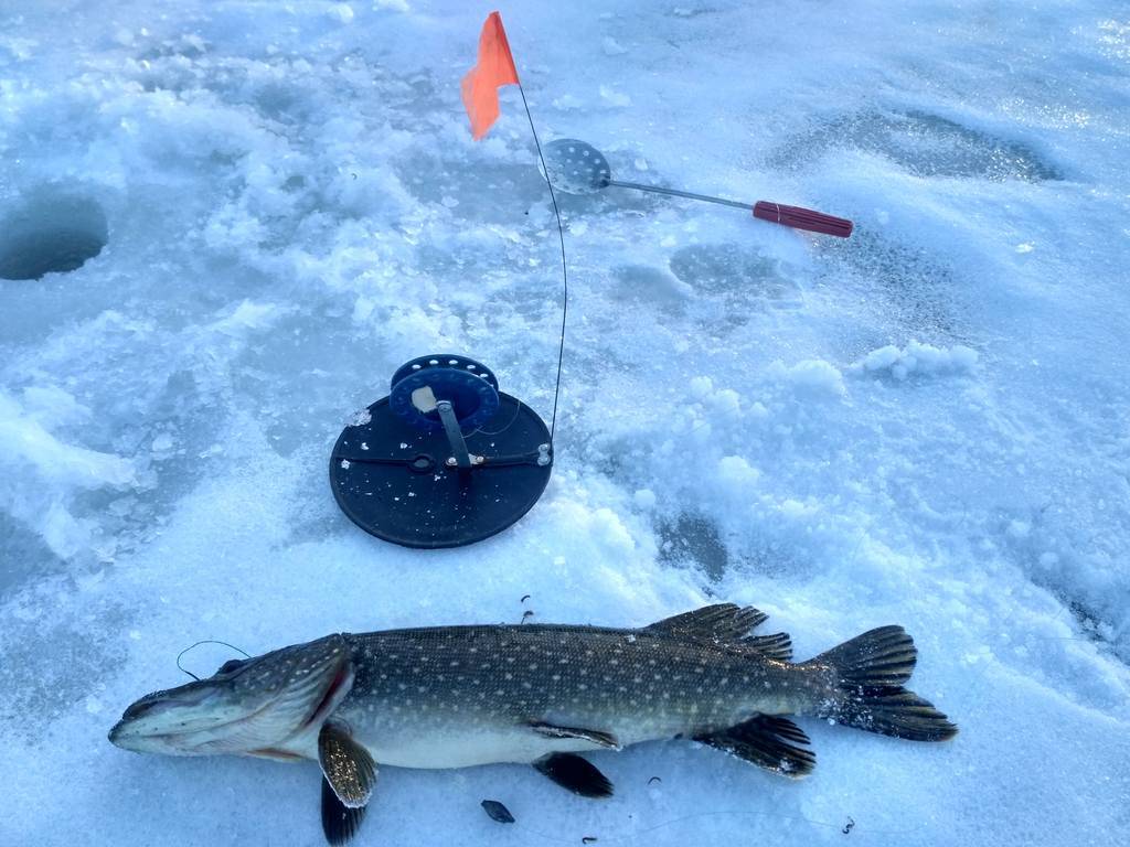 Жерлицы для зимней рыбалки: виды, принцип действия, приманки, техника ловли, лучшие жерлицы