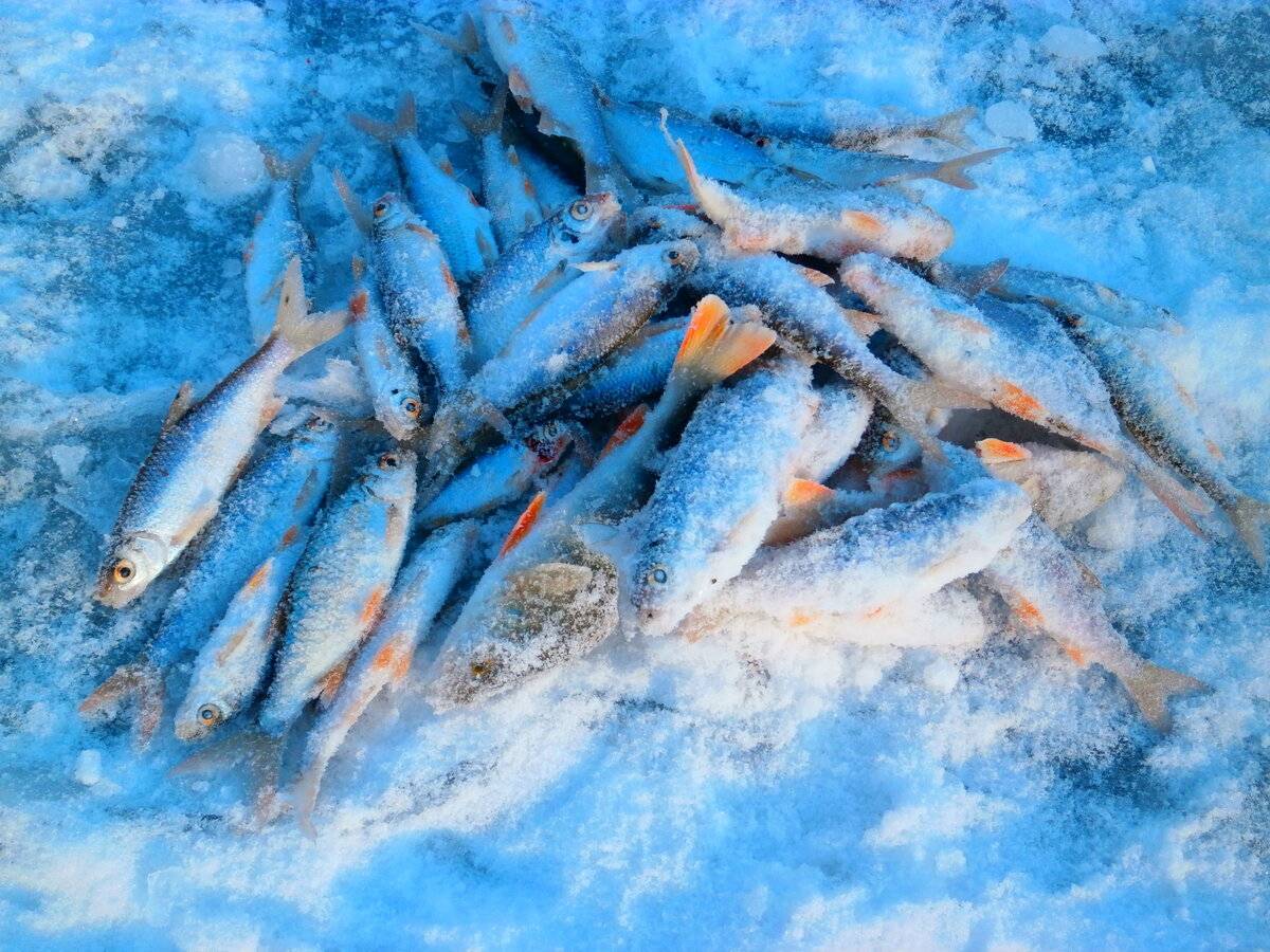 Зимняя рыбалка на окуня с использованием силиконовых приманок - статьи - тд «шиндин»