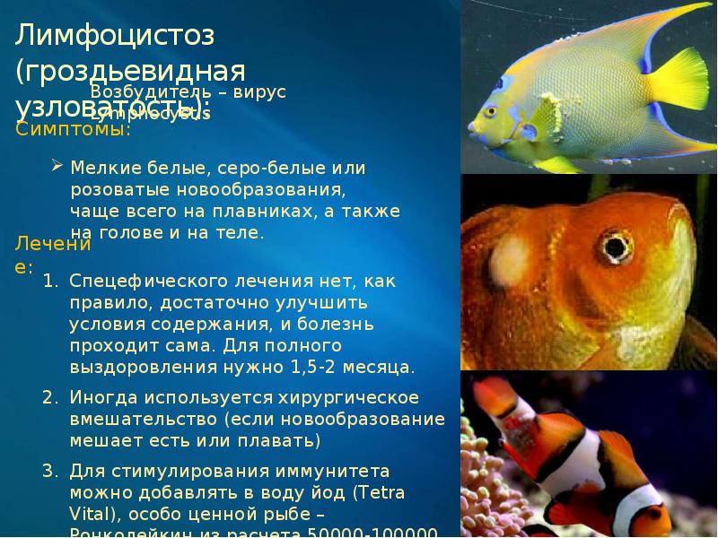 Болезни аквариумных рыбок: виды, признаки и лечение