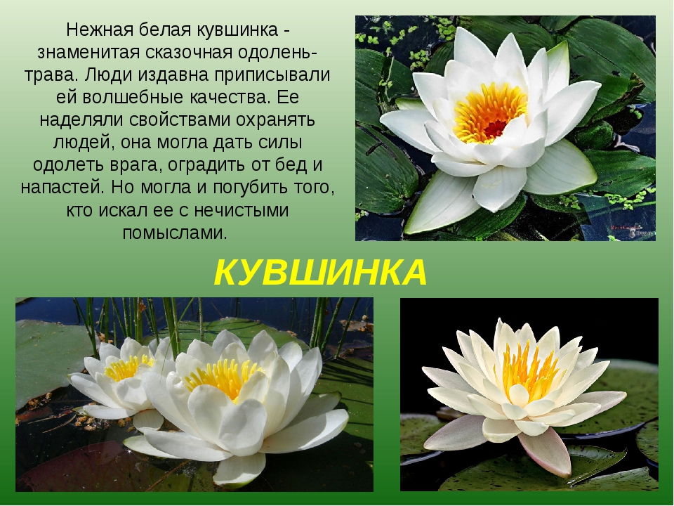 Кувшинка белая или одолень трава, водяная лилия