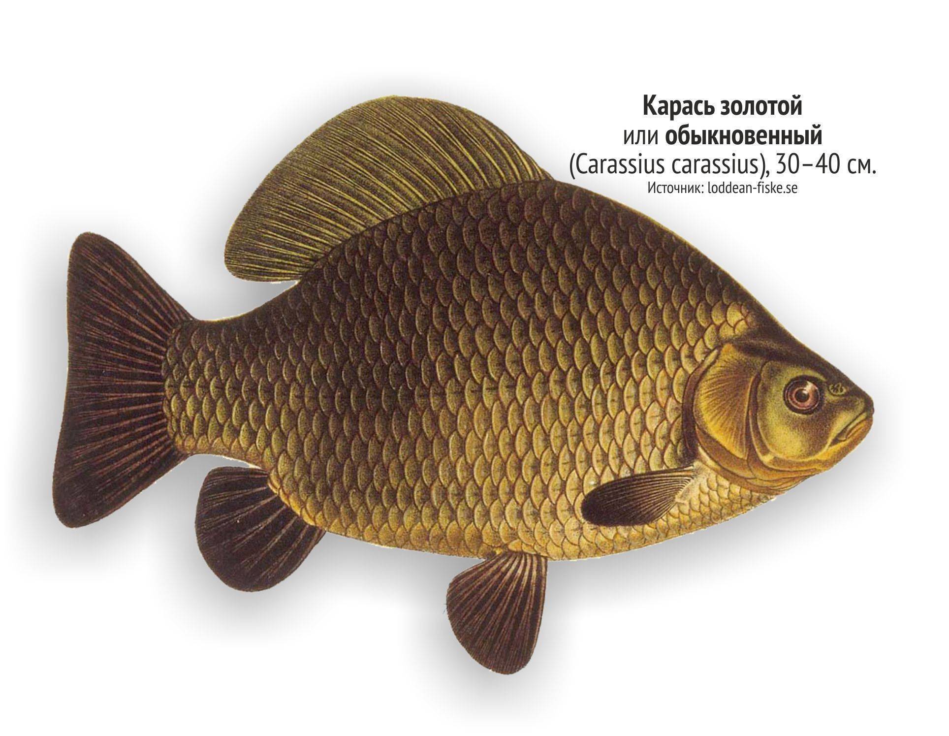 Золотой карась - zaulov.by - ну, за рыбалку!