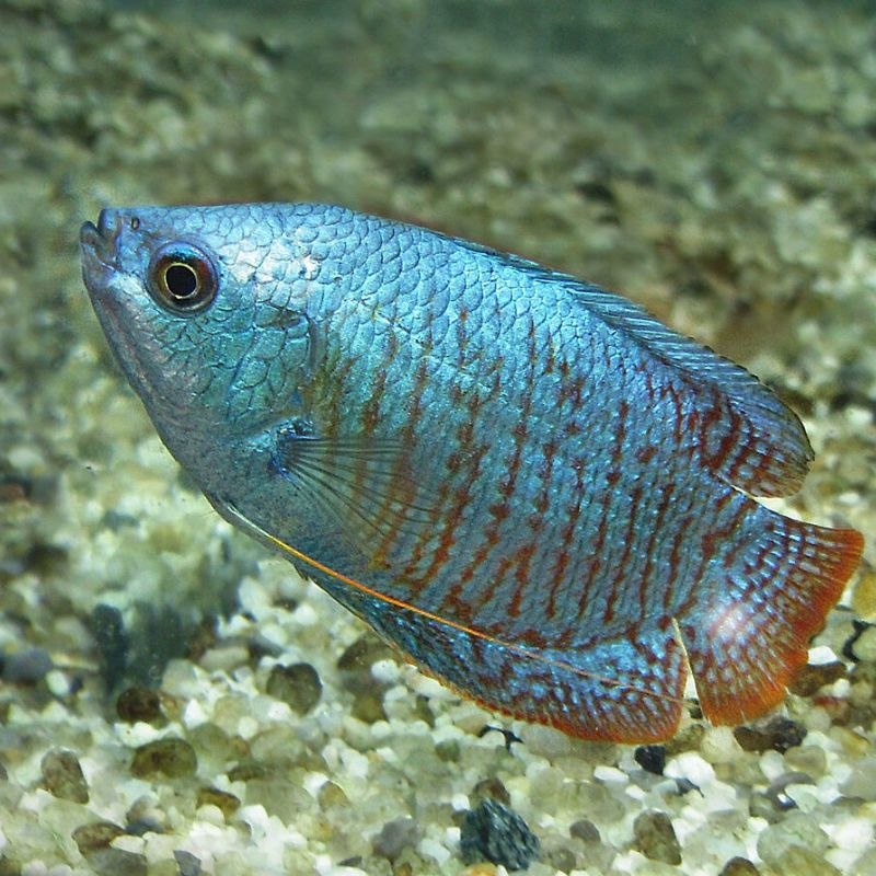 Лабиринтовые аквариумные рыбки: перечень, виды и фото подходящих для аквариума обитателей