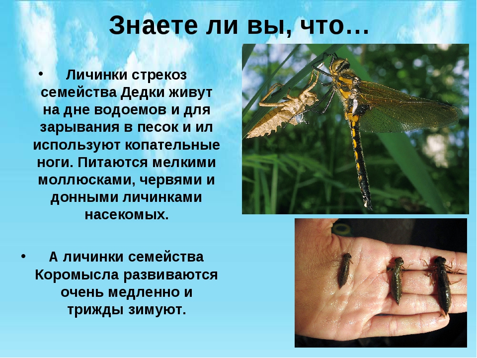 Какие животные питаются личинками комаров. Личинки комаров личинки Стрекоза. Тип личинки Стрекозы. Личинка Стрекозы название. Стрекоза и личинка Стрекозы.