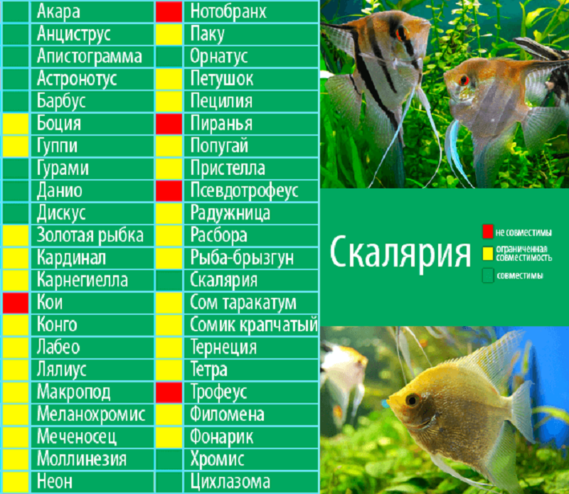 Подходящие и неподходящие соседи для гуппи