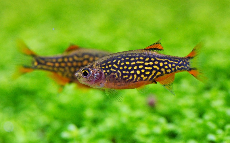 Микрорасбора галактика (danio margaritatus): описание, содержание и уход, разведение, фото