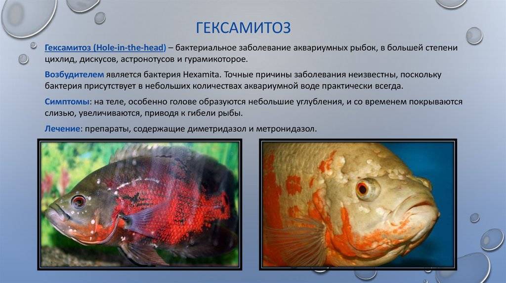 Удаление аммиака из аквариума с помощью аэрлифтного фильтра с цеолитом в качестве фильтрующего материала, или «цеолитника».