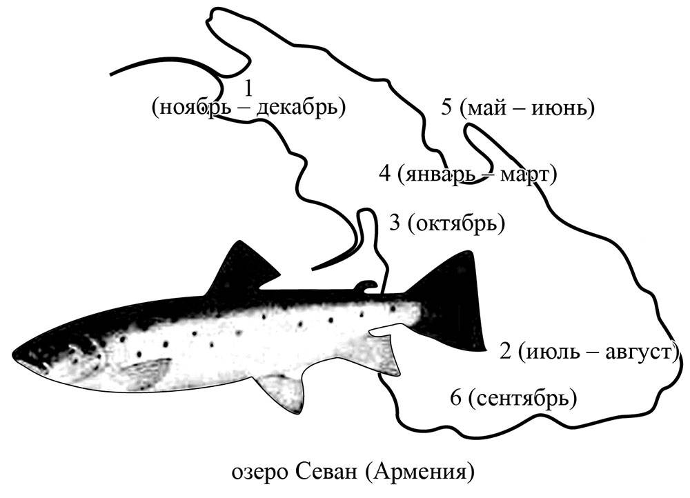 Севанская форель ишхан рыба: описание вида