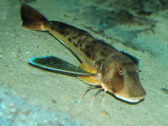 Топ-35 популярных видов аквариумных рыбок