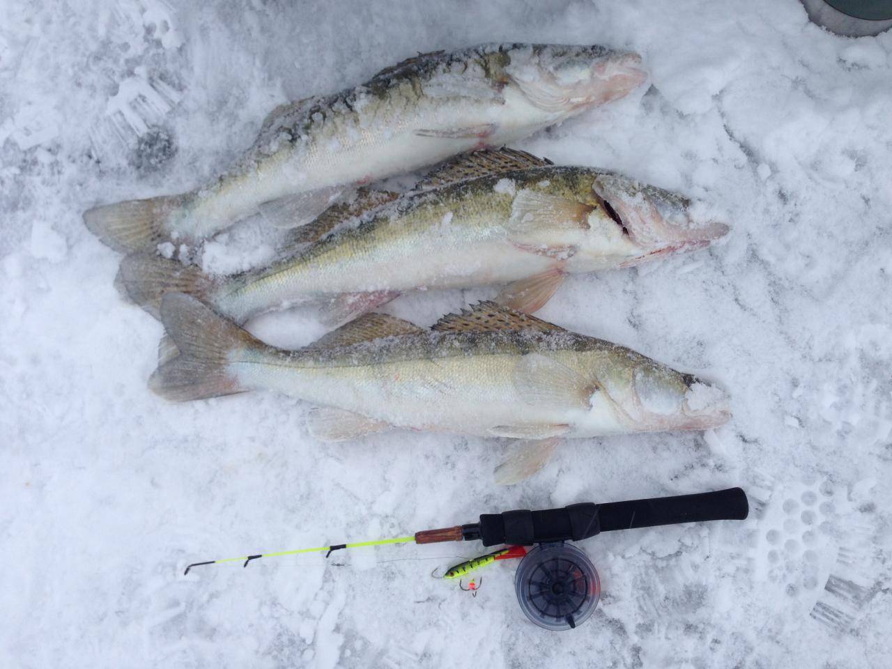 Ловля судака зимой: как найти и какие способы рыбалки использовать