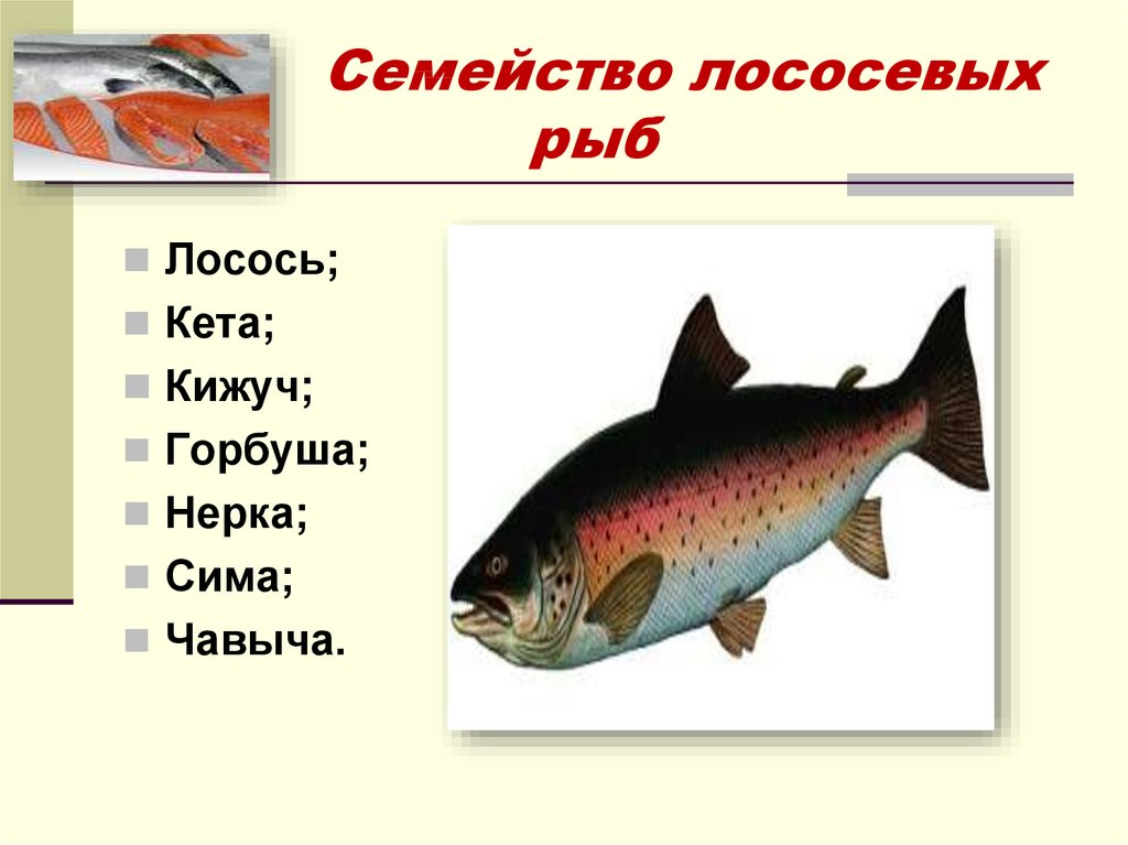 Кто такая рыба лосось? виды лососей