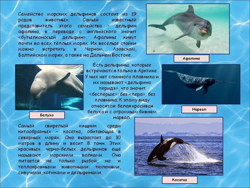 Как размножаются дельфины, где живут и к какой группе животных относятся