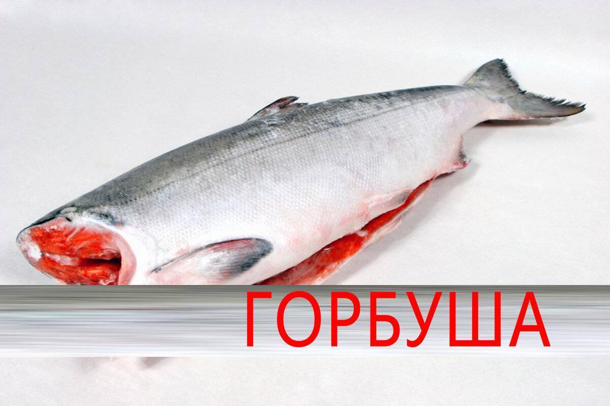 Горбуша фото и описание – каталог рыб, смотреть онлайн