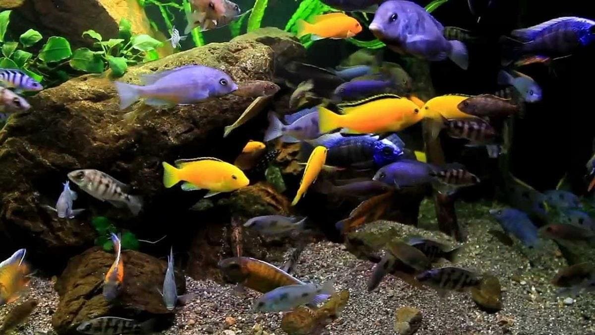 Цихлазома чернополосая / на латыни: cichlasoma nigrofasciatum